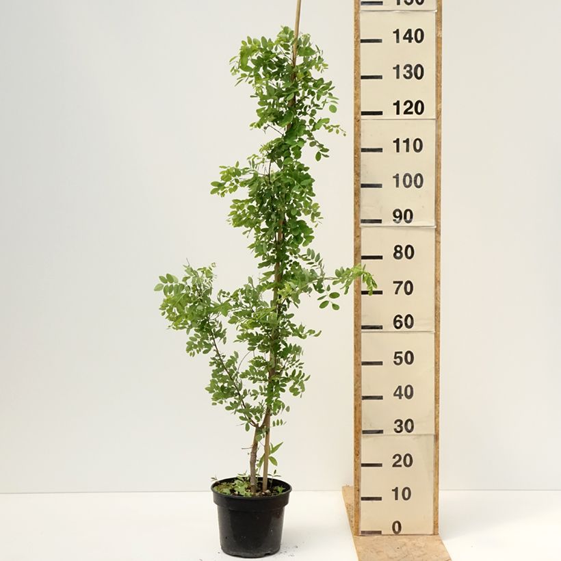 Robinia pseudoacacia Coluteoides - Black locust 4L/5L pot sample as delivered in spring