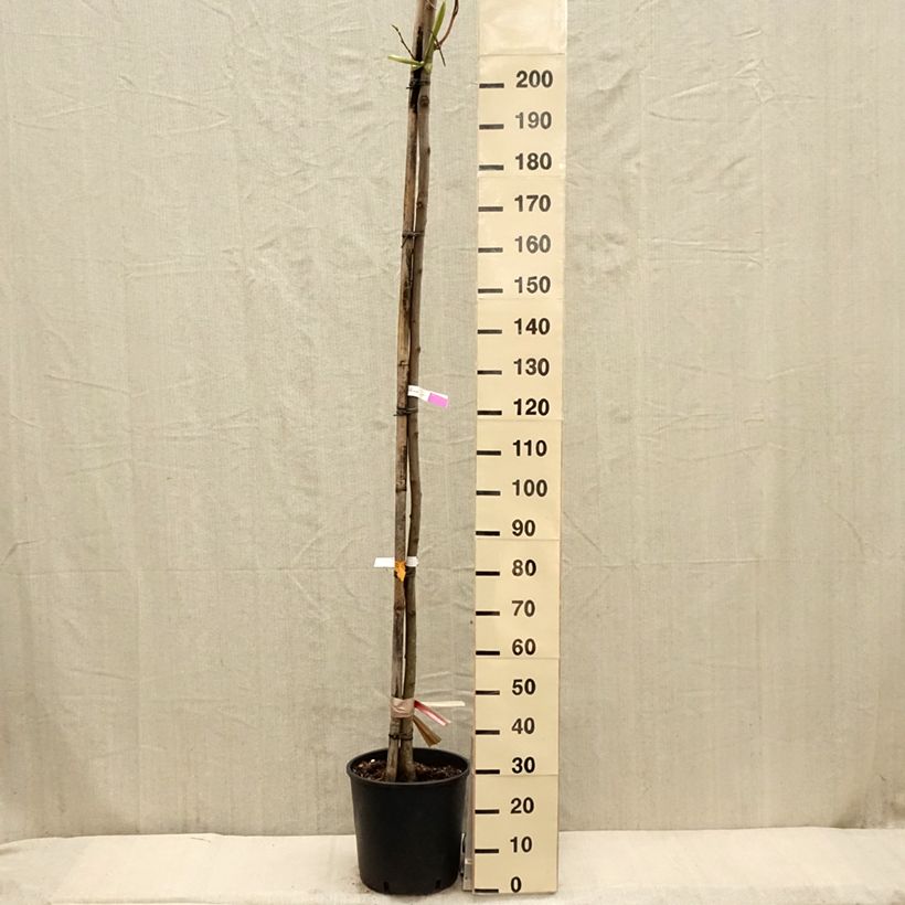 Robinia pseudoacacia Frisia - Black Locust 7.5L/10L pot, Sapling sample as delivered in spring