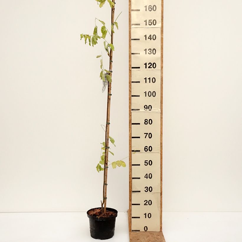 Robinia pseudoacacia Frisia - Black Locust 4L/5L pot sample as delivered in autumn
