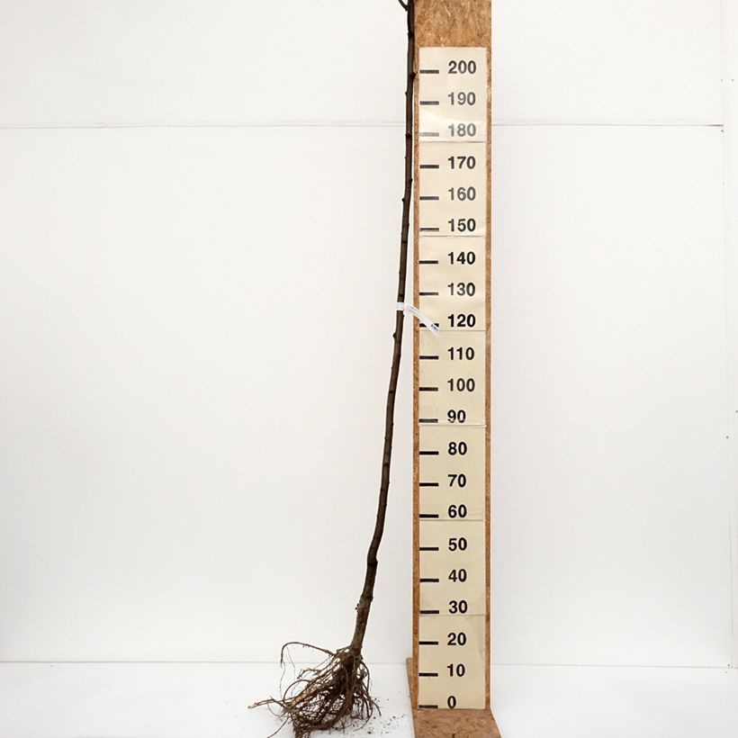 Robinia pseudoacacia Frisia - Black Locust Bare root sample as delivered in winter