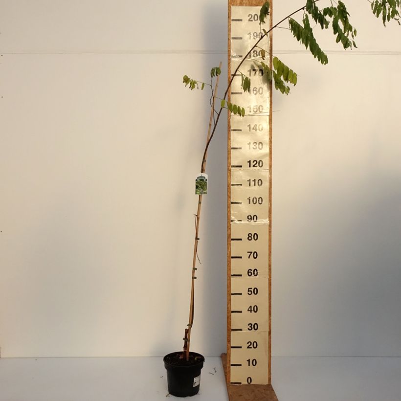 Robinia pseudoacacia Karolina Zamoyska 4L/5L pot sample as delivered in autumn