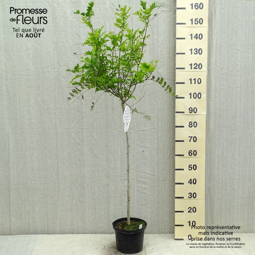 Robinia pseudoacacia Umbraculifera - Parasol Acacia 4L/5L pot, Half standard sample as delivered in summer