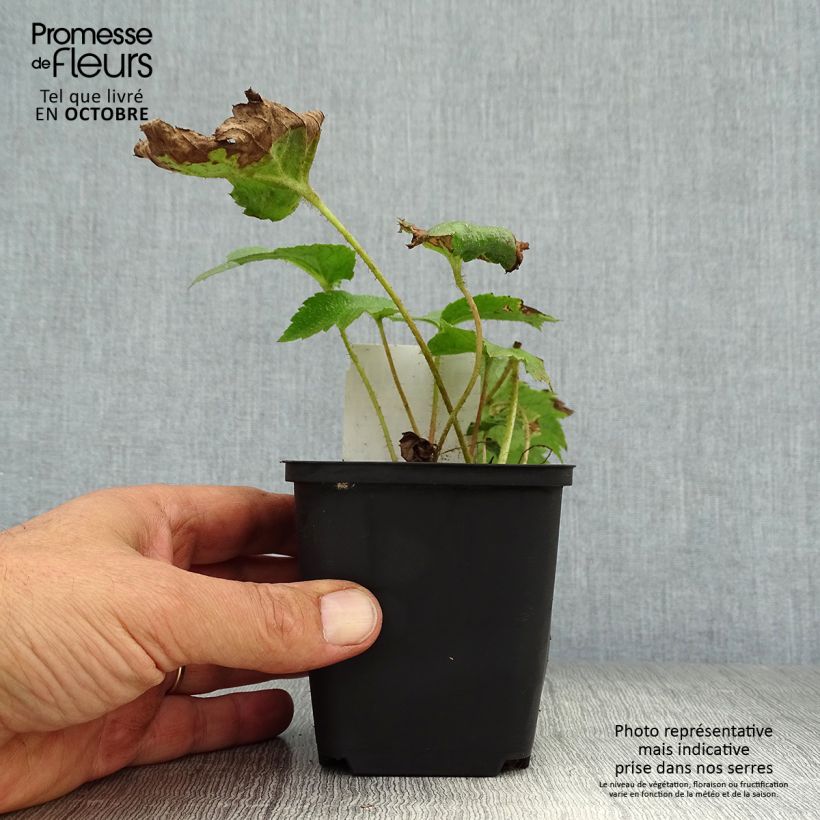Rodgersia aesculifolia 8/9 cm pot sample as delivered in autumn