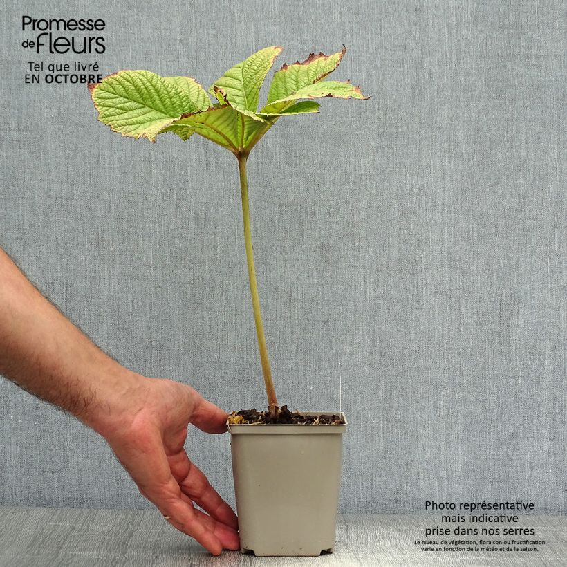 Rodgersia aesculifolia Irish Bronze 8/9 cm pot sample as delivered in autumn