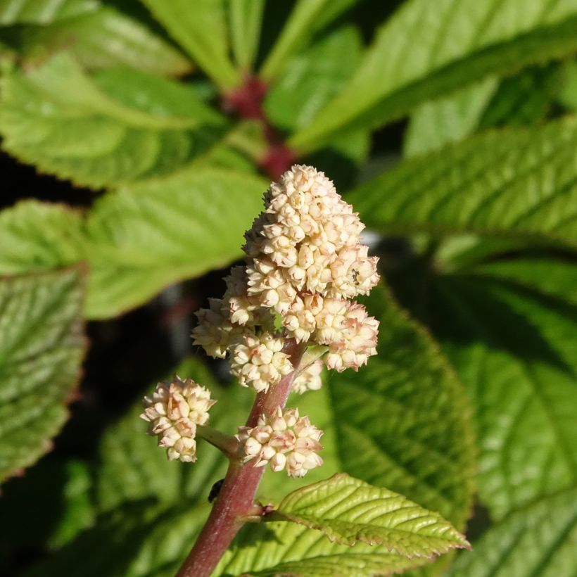 Rodgersia aesculifolia var. henrici (Flowering)