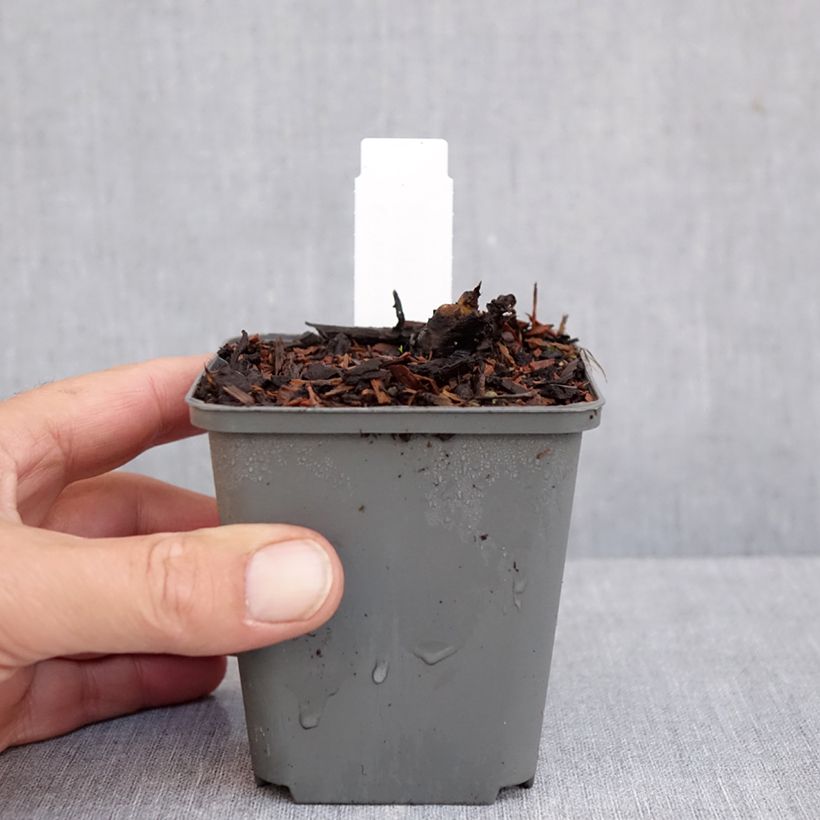 Rodgersia La Blanche 8/9 cm pot sample as delivered in autumn