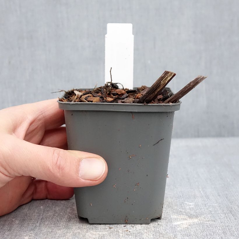 Rodgersia La Blanche 8/9 cm pot sample as delivered in winter