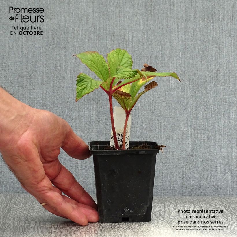 Rodgersia pinnata Bronze Peacock 8/9 cm pot sample as delivered in autumn