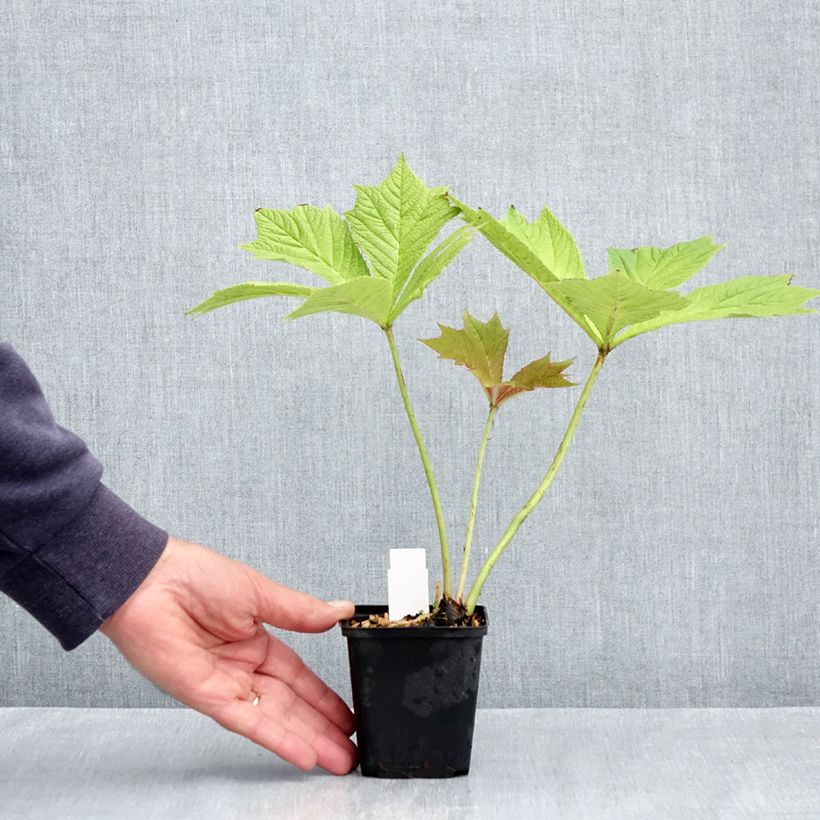 Rodgersia podophylla 8/9 cm pot sample as delivered in spring