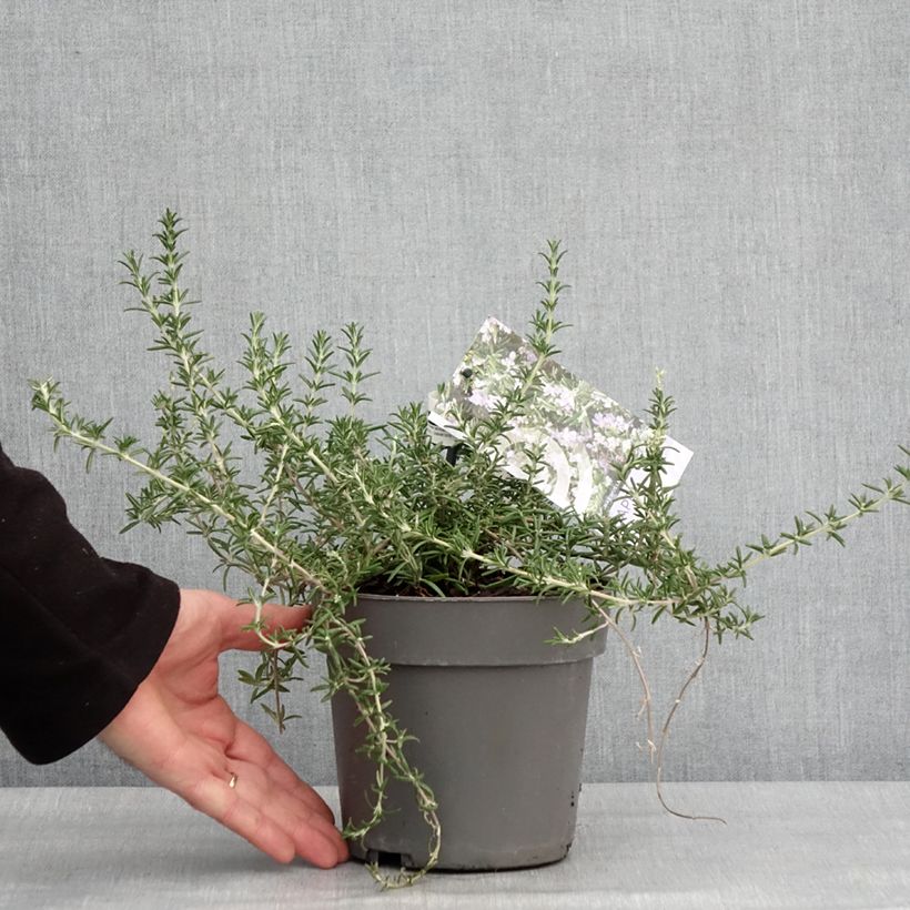 Salvia rosmarinus Capri - Rosemary 2L/3L pot sample as delivered in winter