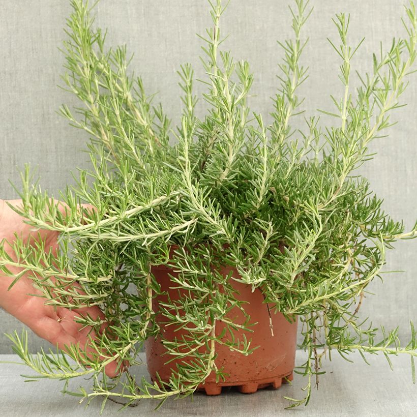 Creeping Rosemary - Rosmarinus officinalis Prostratus 3L/4L pot sample as delivered in summer