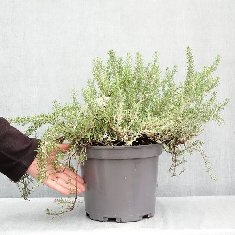Creeping Rosemary - Rosmarinus officinalis Prostratus 3L/4L pot sample as delivered in autumn
