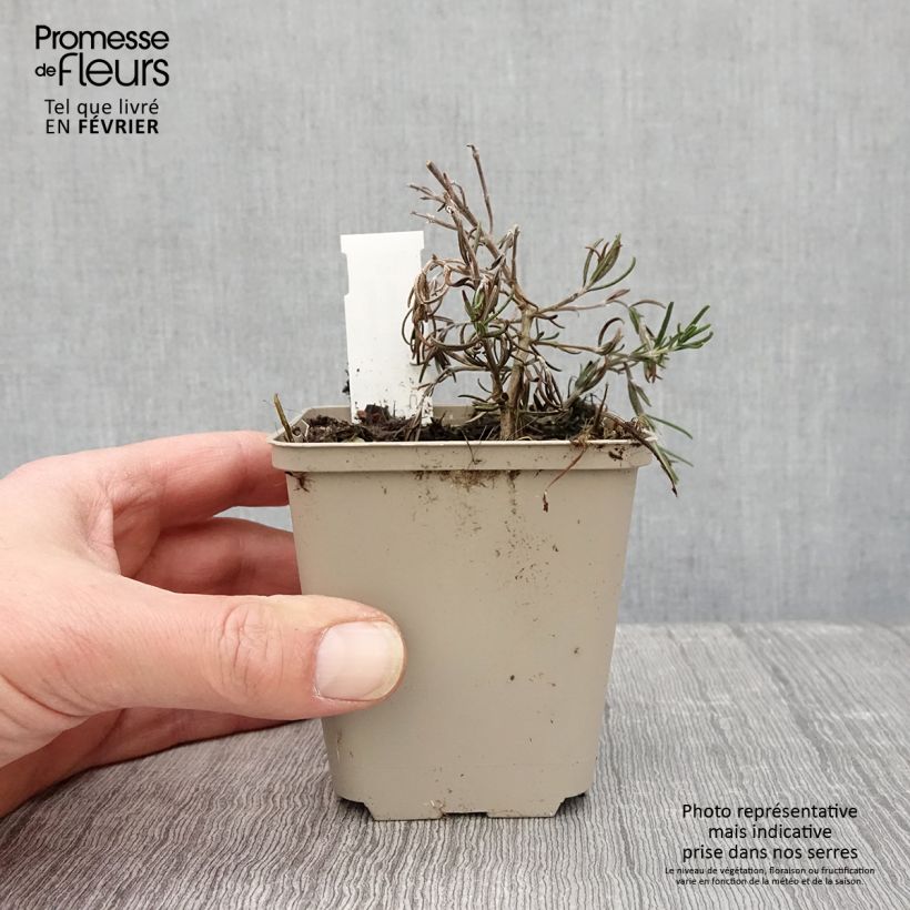 Rosmarinus officinalis Majorca Pink - Rosemary 8/9 cm pot sample as delivered in winter