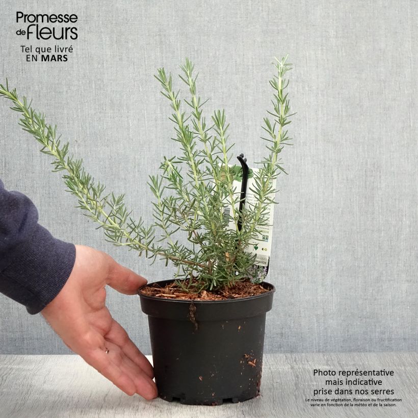 Rosmarinus officinalis Majorca Pink - Rosemary 1.5L/2L pot sample as delivered in spring