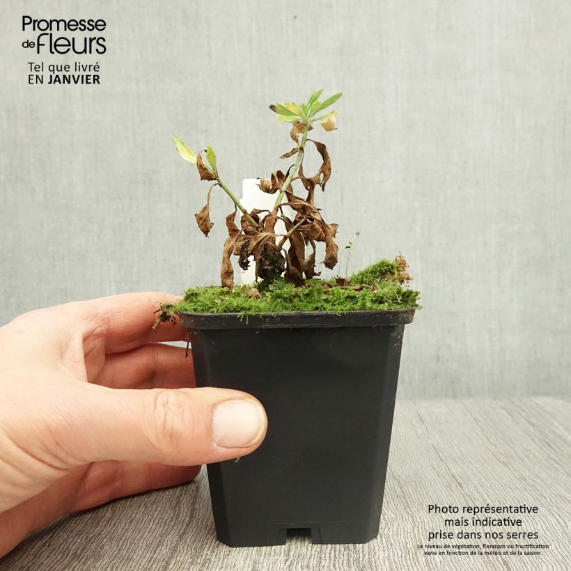 Romneya coulteri 8/9 cm pot sample as delivered in winter