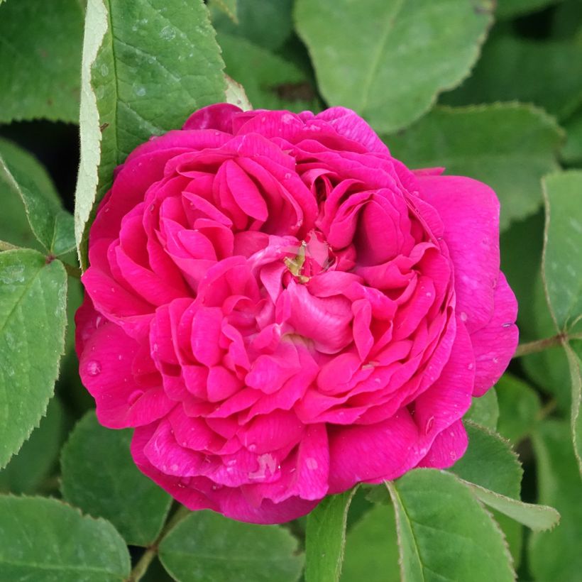 Rosa De Resht - Damask Rose (Flowering)