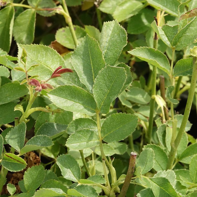 Rosa x polyantha Golden Border - Polyantha Rose (Foliage)