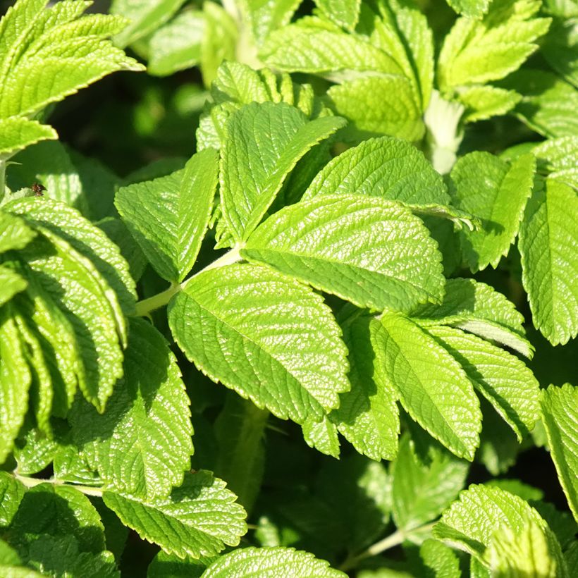 Rosa rugosa Angelia Pink - Rugosa Rose (Foliage)
