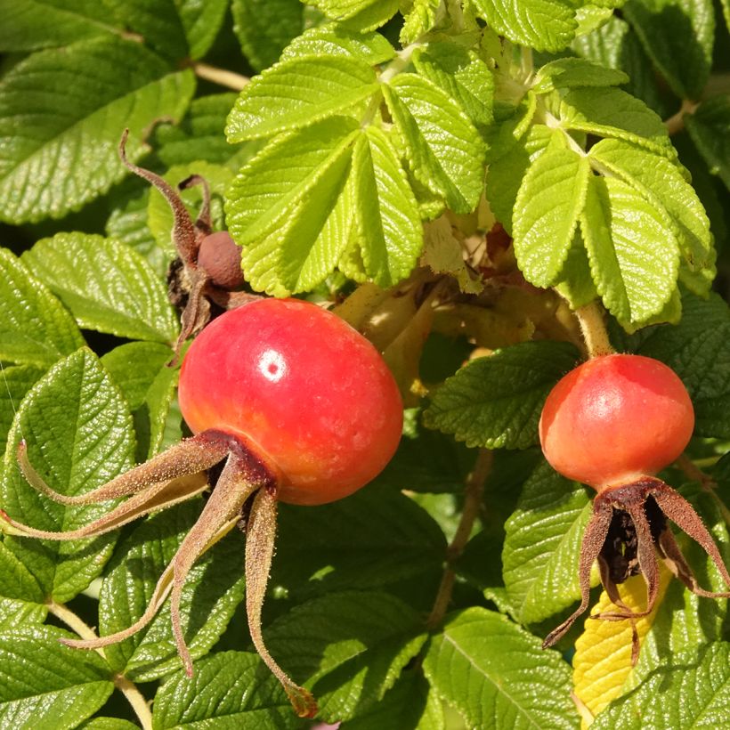 Rosa rugosa Angelia Pink - Rugosa Rose (Harvest)