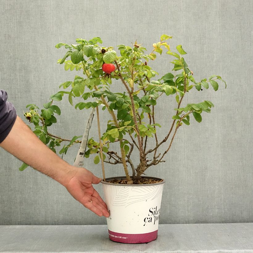 Rosa rugosa Angelia Pink - Rugosa Rose 4L/5L pot sample as delivered in summer