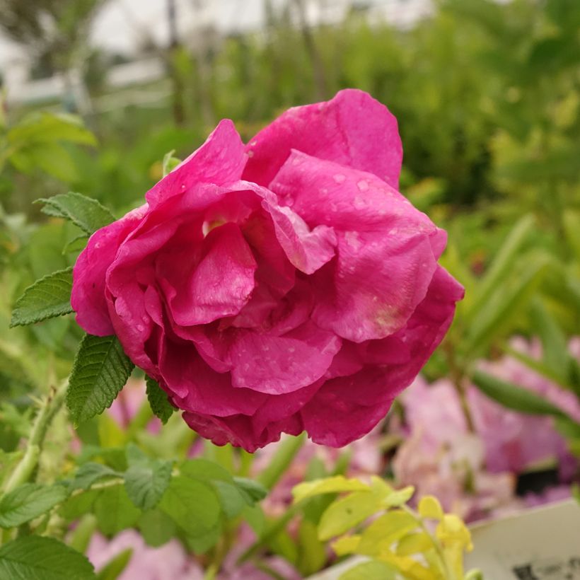 Rosa rugosa Angelia Purple - Rugosa Rose (Flowering)