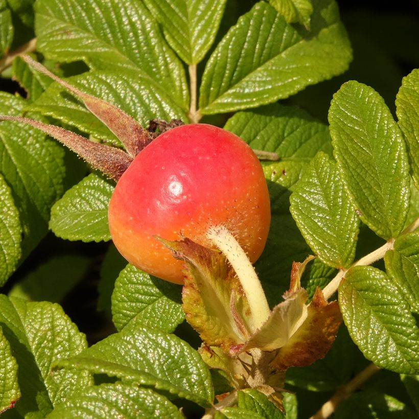 Rosa rugosa Angelia Purple - Rugosa Rose (Harvest)