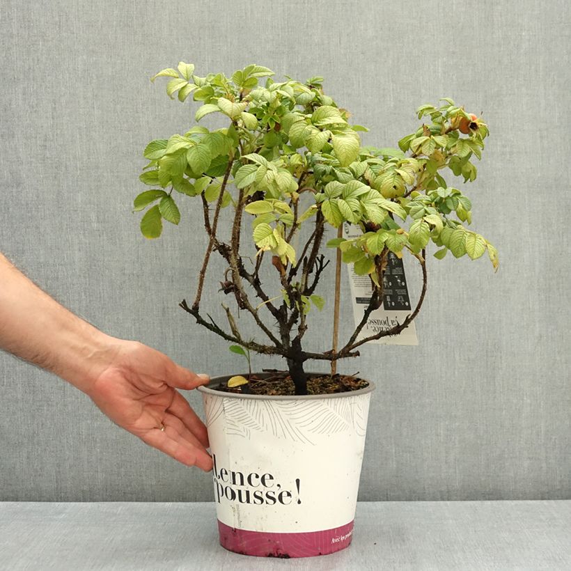Rosa rugosa Angelia® White - Rugosa rose 4L/5L pot sample as delivered in summer
