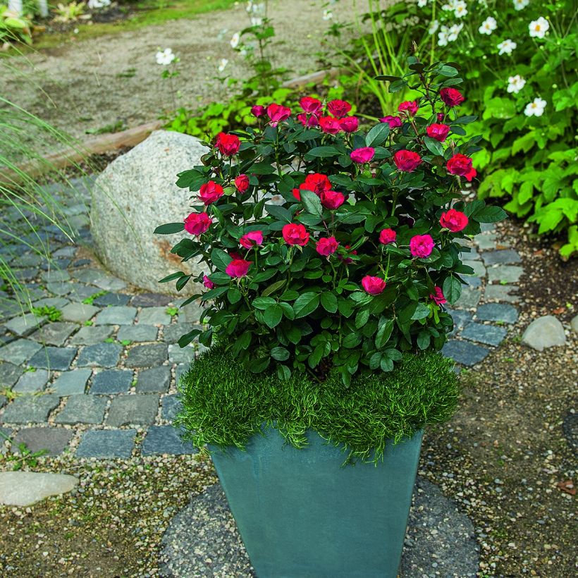 Rosa x polyantha Zepeti - Dwarf Rose (Plant habit)