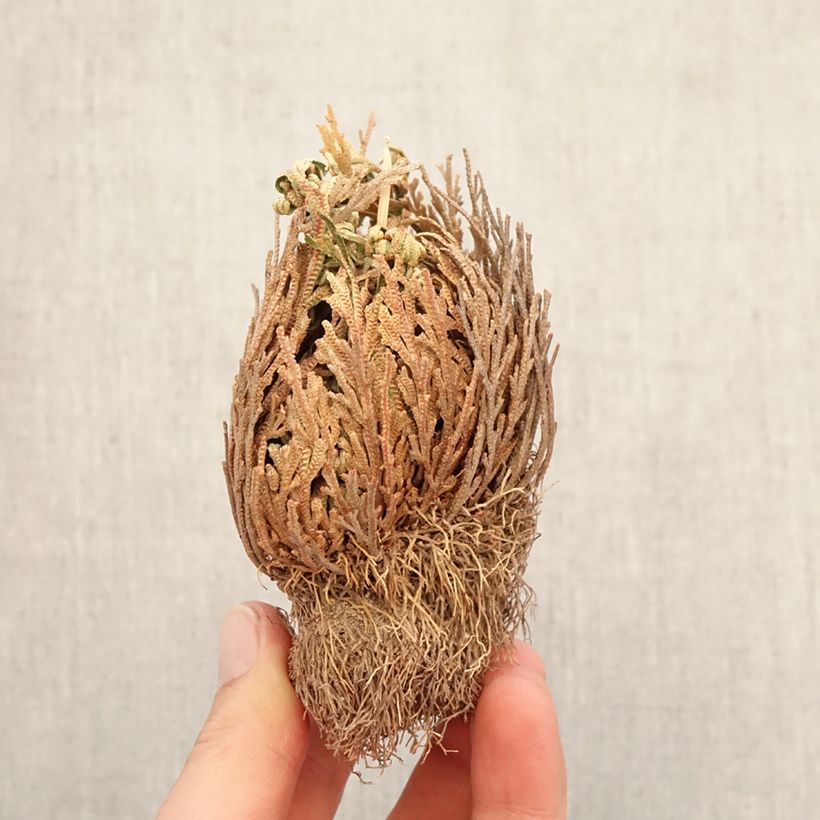 Selaginella lepidophylla Bare root sample as delivered in winter