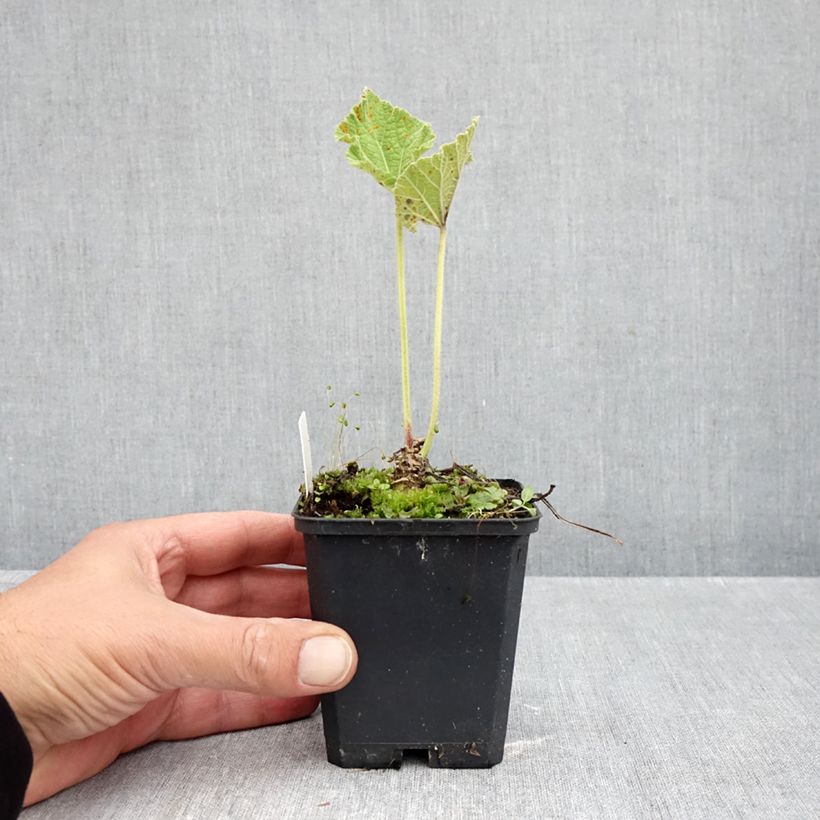 Alcea rosea Chaters Double Jaune - Hollyhock 7/8 cm pot sample as delivered in autumn