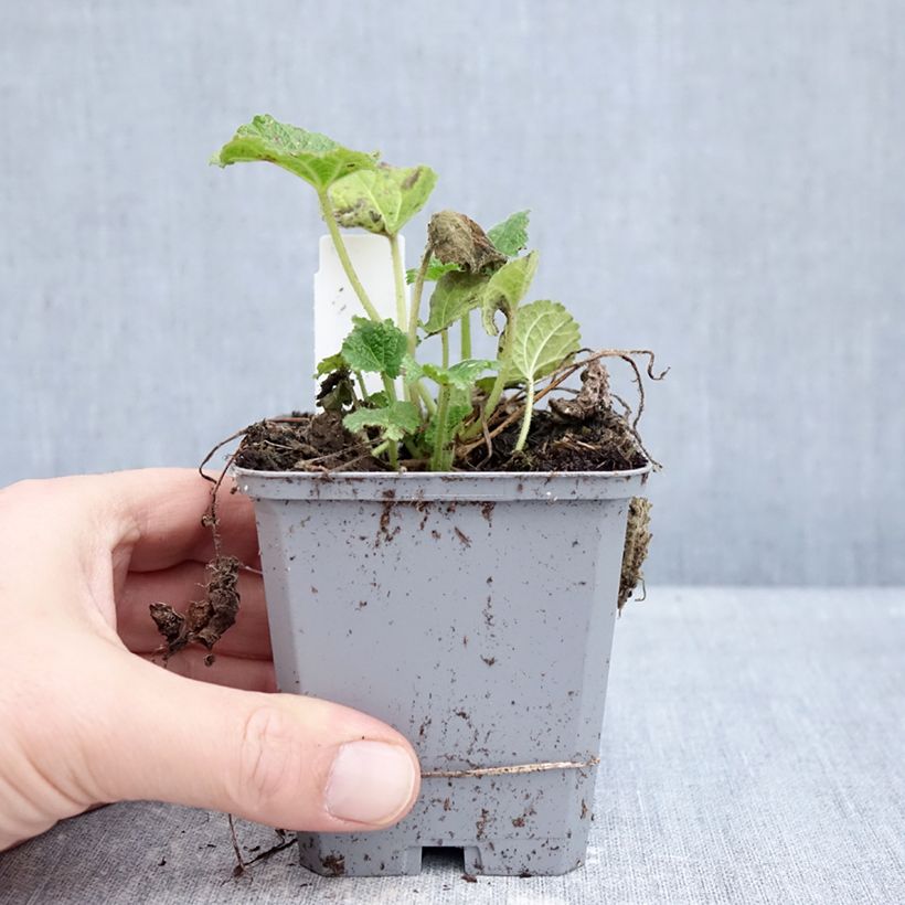Alcea rosea Chaters Double Jaune - Hollyhock 7/8 cm pot sample as delivered in winter