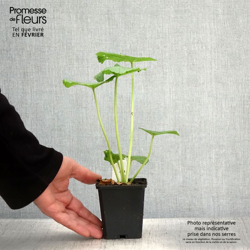 Alcea rosea Chaters Double Violet - Hollyhock 8/9 cm pot sample as delivered in winter