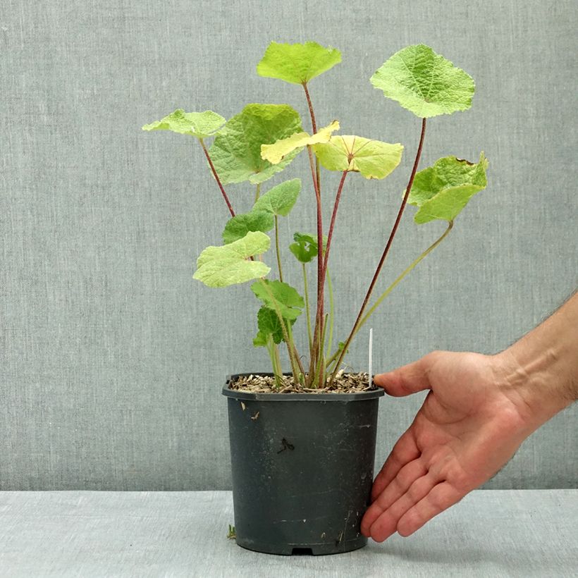 Alcea rosea Nigra - Hollyhock 2L/3L pot sample as delivered in summer