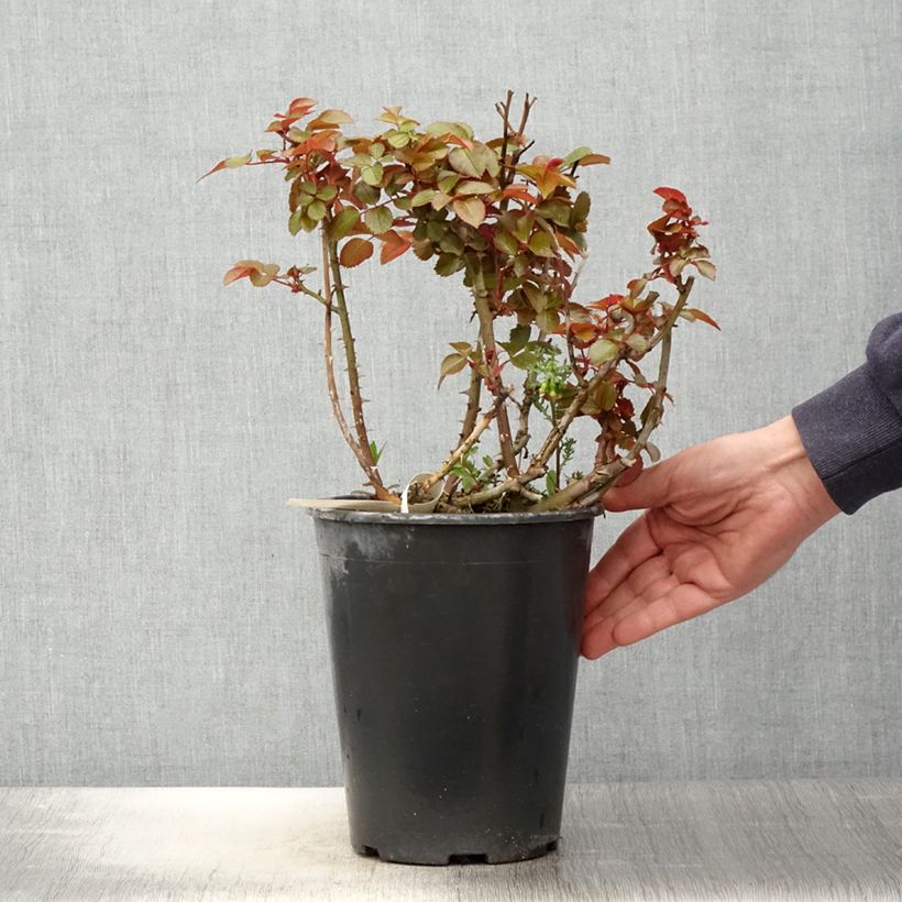 Rosa x floribunda Abbatiale de Pontigny - Floribunda Rose 4L/5L pot sample as delivered in spring