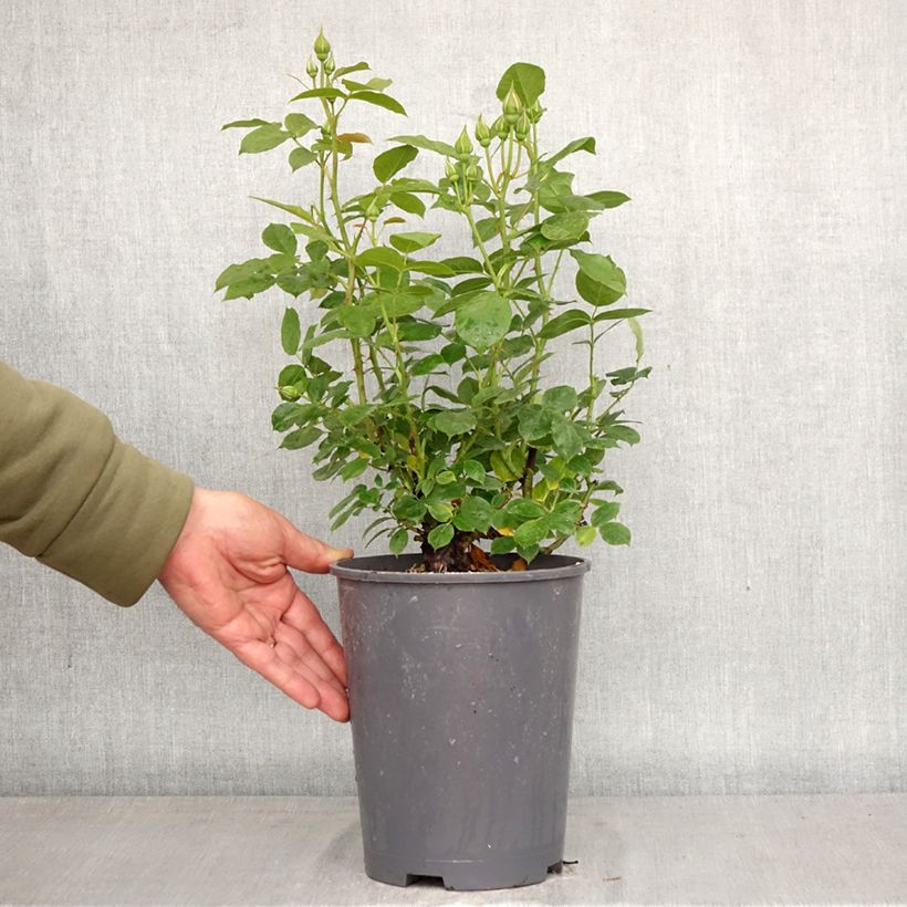 Rosa floribunda Absolutely Fabulous 4L/5L pot sample as delivered in spring