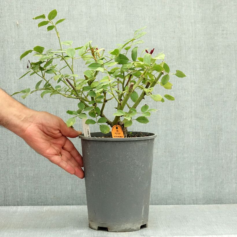 Rosa x floribunda Astronomia - Floribunda Rose 4L/5L pot sample as delivered in summer
