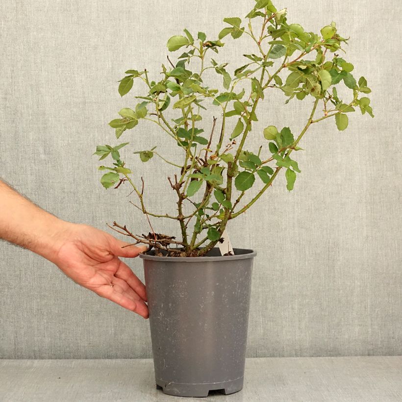 Rosa Eyes for You - Persian Rose 4L/5L pot sample as delivered in summer