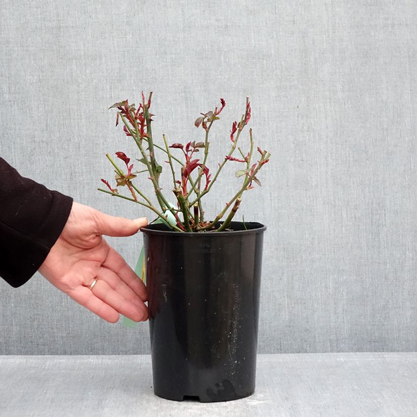 Rosa floribunda Bordeaux 4L/5L pot sample as delivered in winter