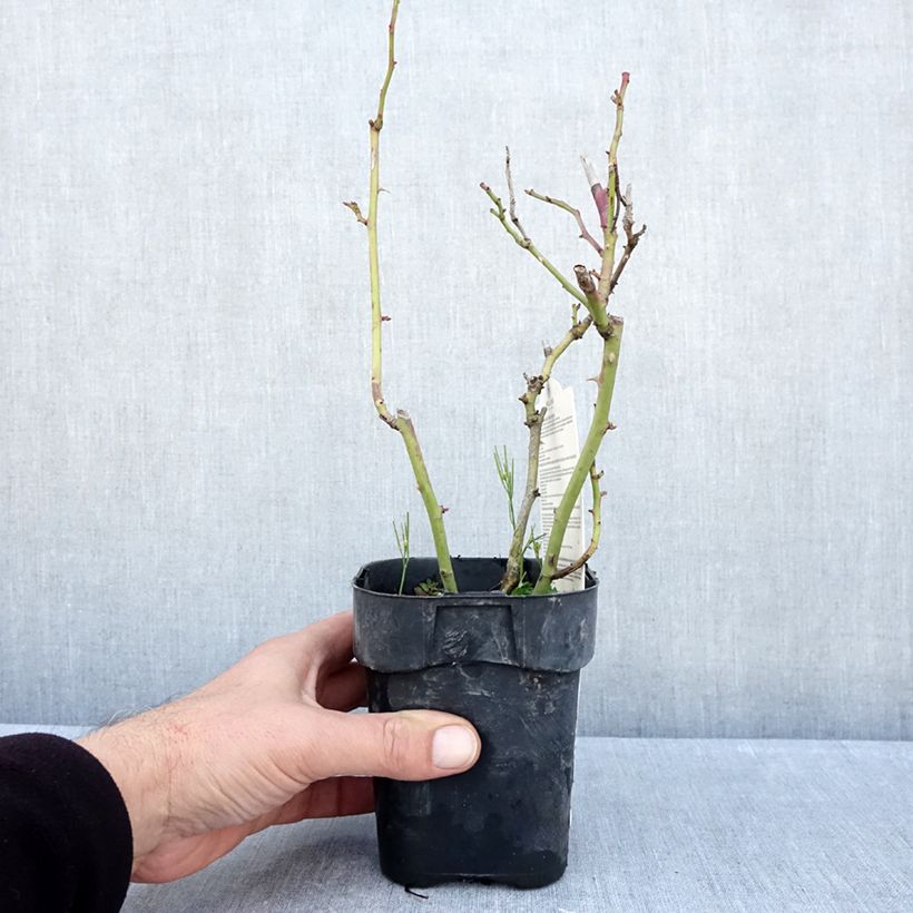 Rosa Botticelli 10cm/11cm pot sample as delivered in autumn