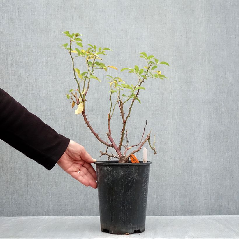 Rosa Botticelli 4L/5L pot sample as delivered in autumn