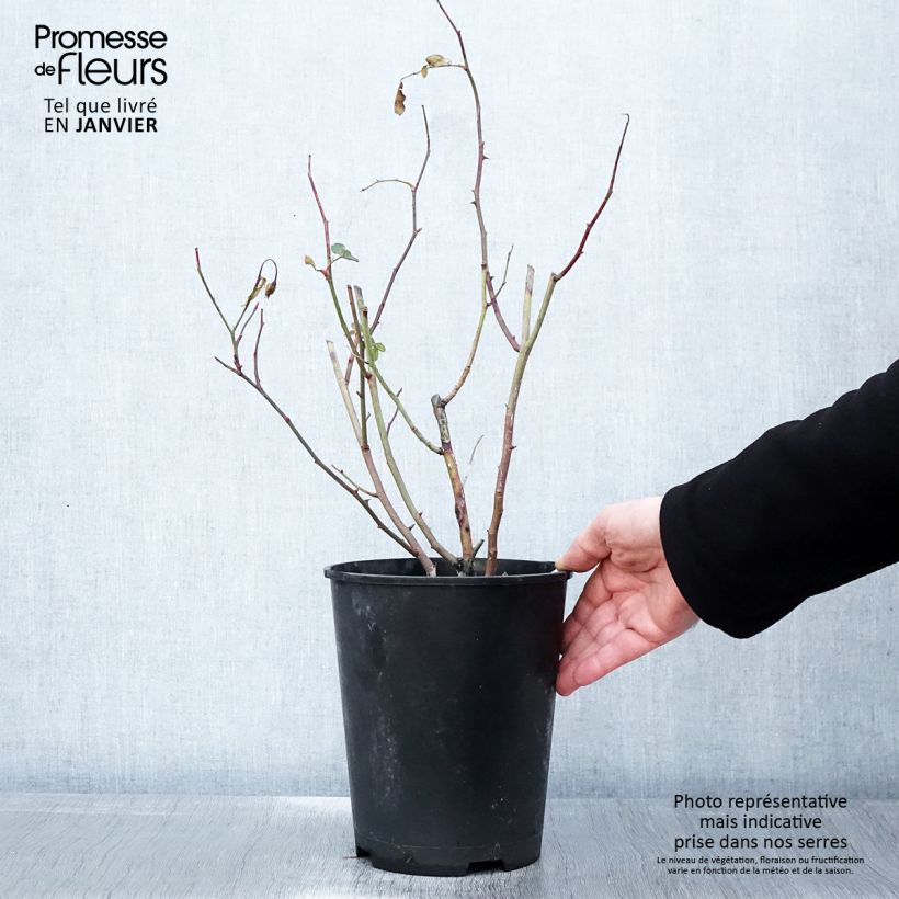 Rosa x floribunda Caroline's Heart 4L/5L pot sample as delivered in winter