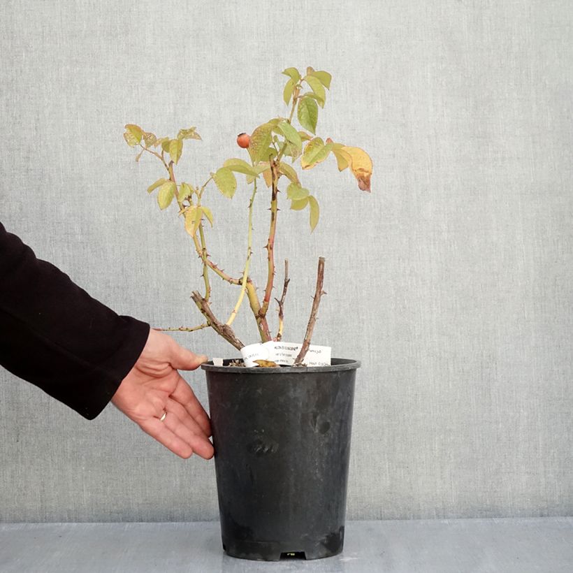 Rosa Chalon en Bourgogne - Floribunda rose 4L/5L pot sample as delivered in autumn