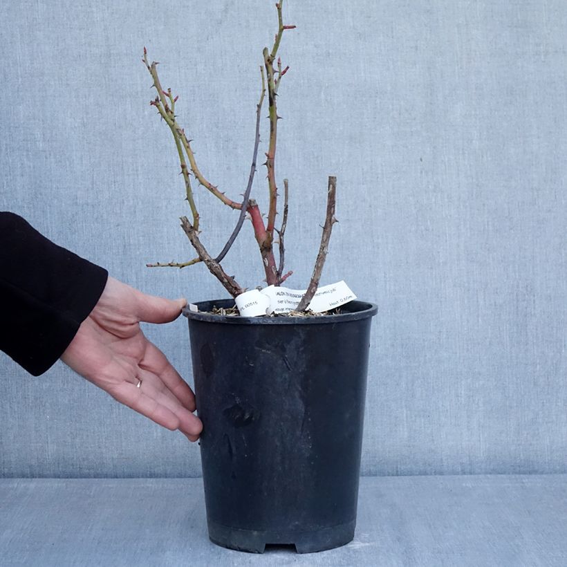 Rosa Chalon en Bourgogne - Floribunda rose 4L/5L pot sample as delivered in winter