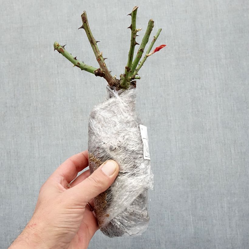 Rosa Chalon en Bourgogne - Floribunda rose Bare root sample as delivered in winter