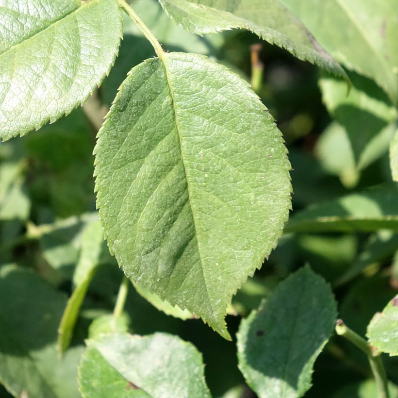 Rosa floribunda Charles Aznavour (seduction) (Foliage)