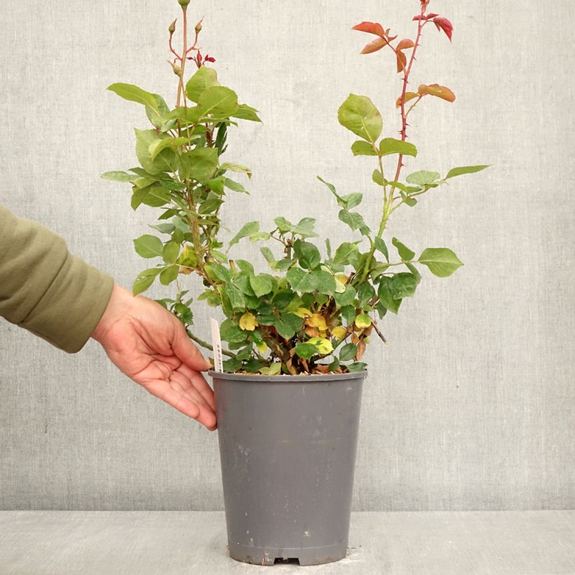 Rosa floribunda Charles Aznavour (seduction) 4L/5L pot sample as delivered in spring