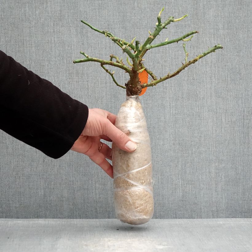 Rosa floribunda Charles Aznavour (seduction) Wrapped bare root sample as delivered in winter
