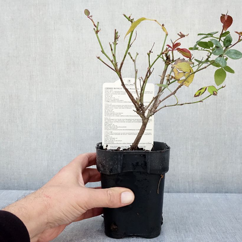 Rosa x polyantha Cherry Bonica 10cm/11cm pot sample as delivered in autumn