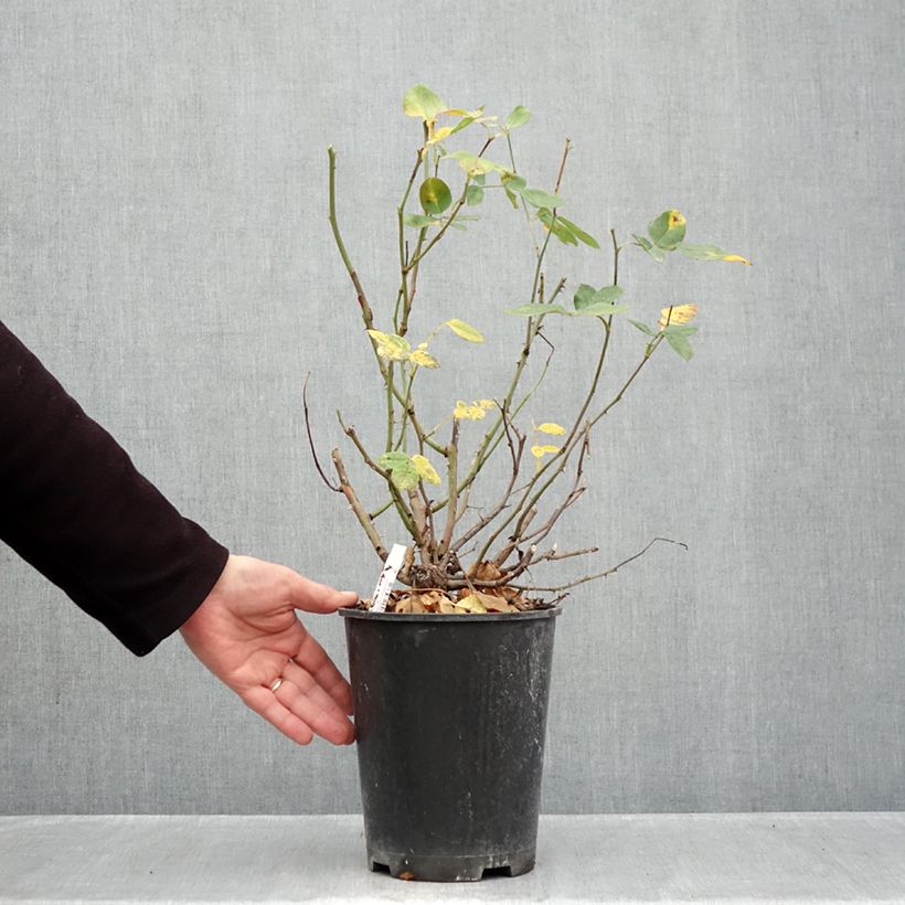 Rosa x polyantha Cherry Bonica 4L/5L pot sample as delivered in autumn