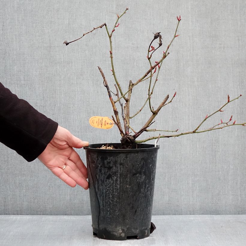 Rosa x polyantha Cherry Bonica 4L/5L pot sample as delivered in winter